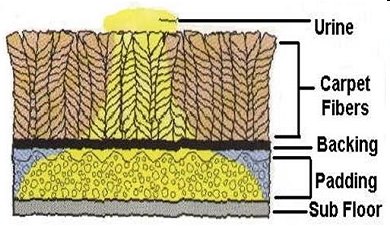 Diagram of Urine Salt Deposit in Carpet