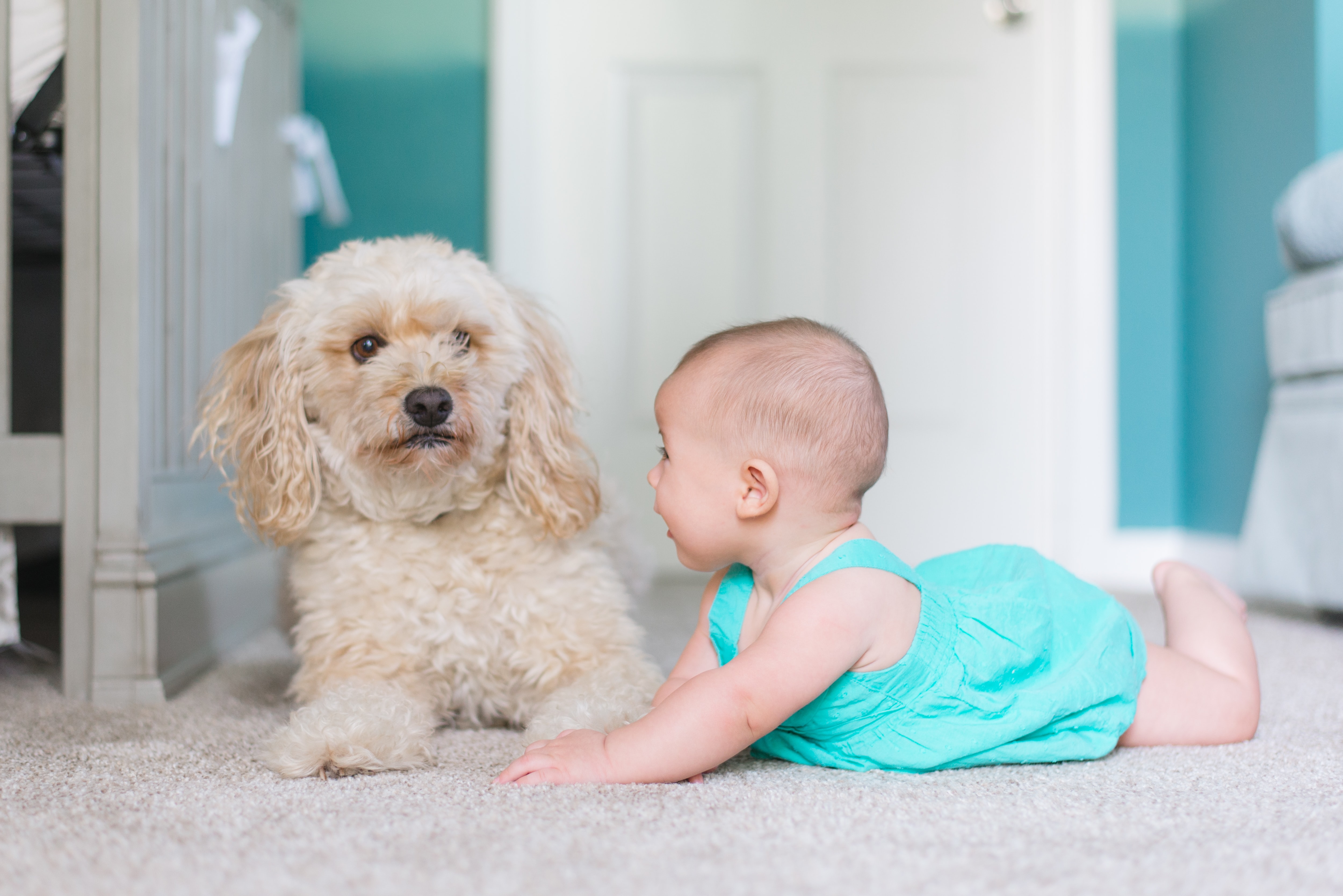 dog and baby on clean carpet