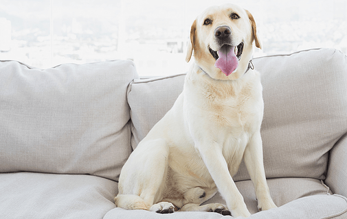 white dog sitting on sofa